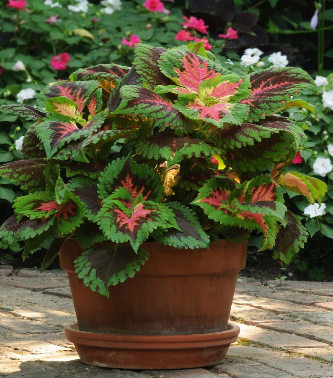 Tips for Growing Colorful Coleus - Julie Bawden-Davis