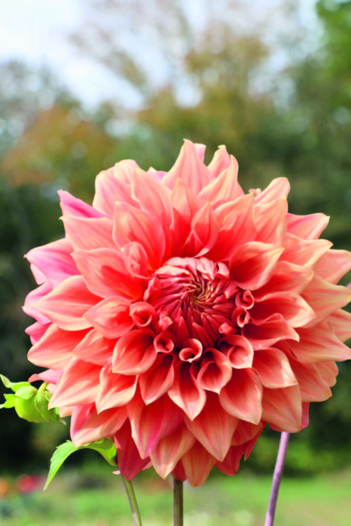 Dahlia 'Croydon Masterpiece'