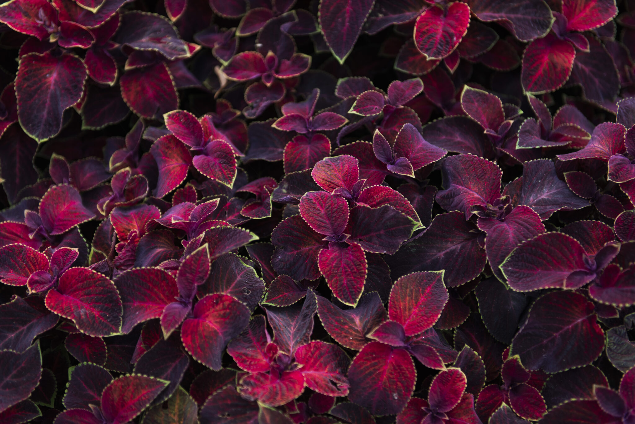 Coleus