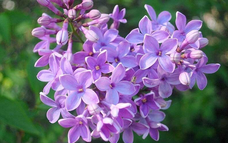 Lilac bush