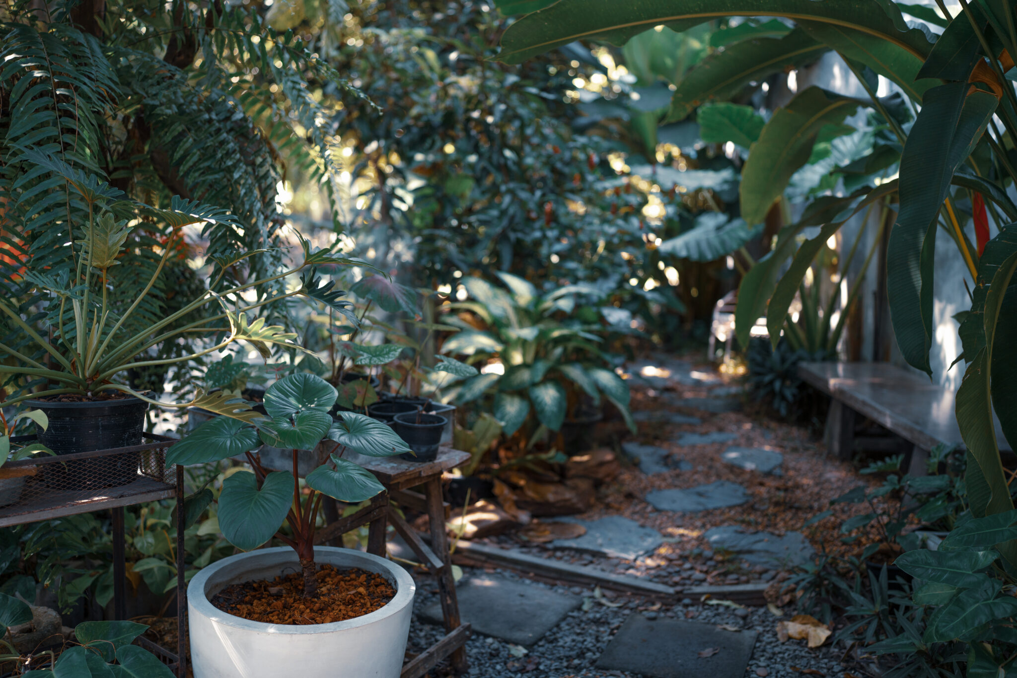 Gardening in the shade